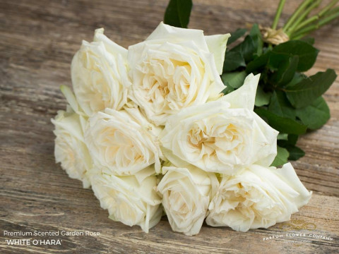 Premium Scented Garden Rose White O’Hara